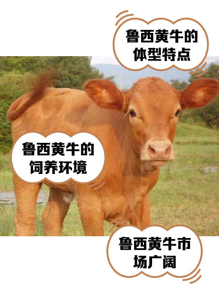 东平最新医保取现黄牛方法分析(最方便真实的东平医保取现黄牛怎么取方法)